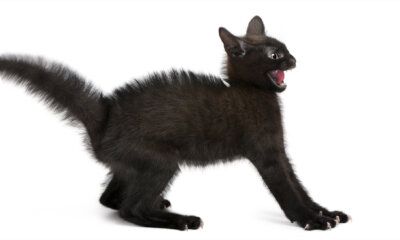 gato negro asustado